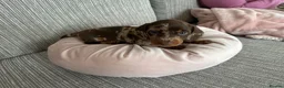 Miniature Dachshund dogs for sale: KC registered smooth haired mini dachshund puppies - Advert 18