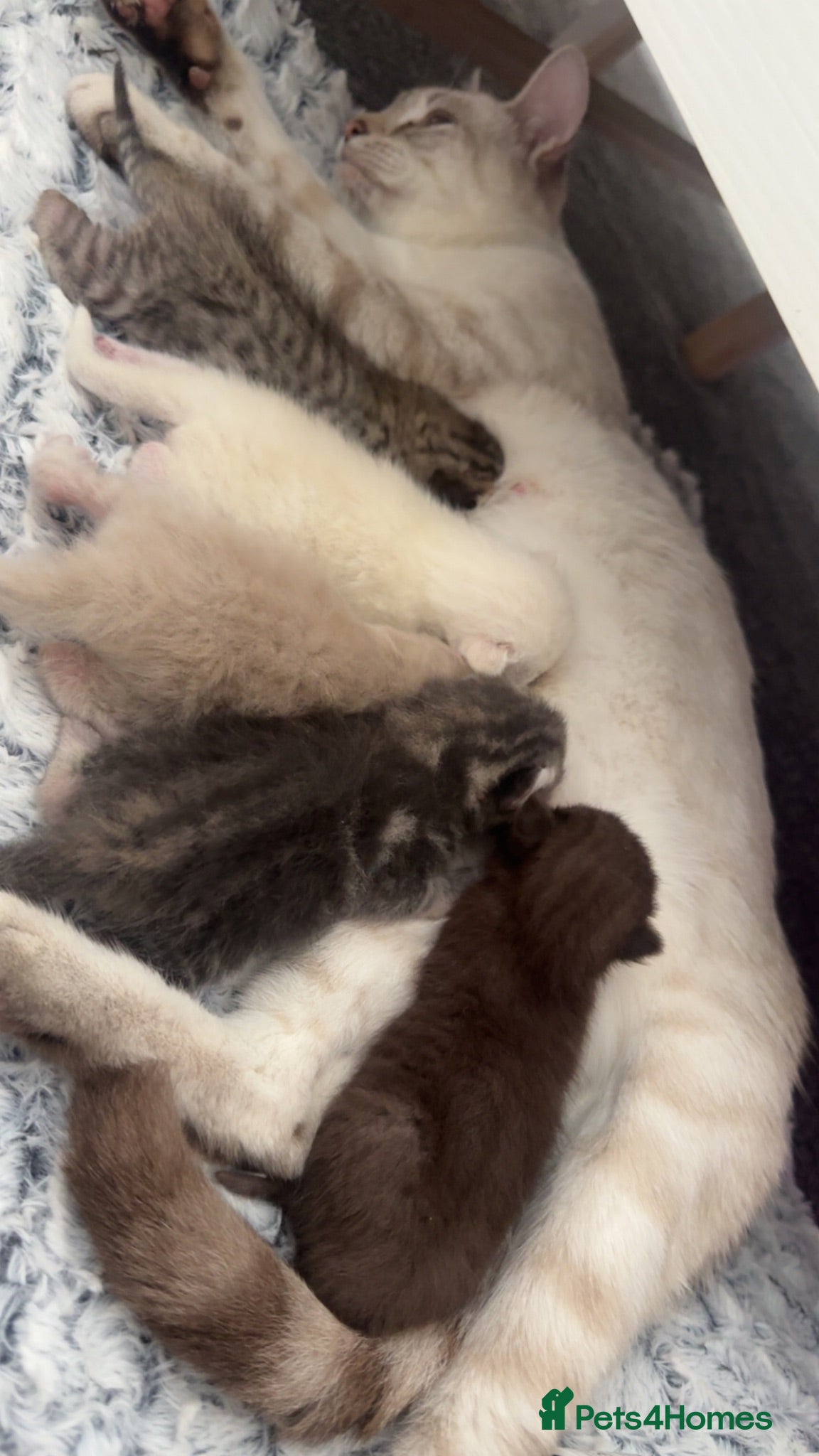 Scottish Fold cats Scottish fold kittens  - Advert 1