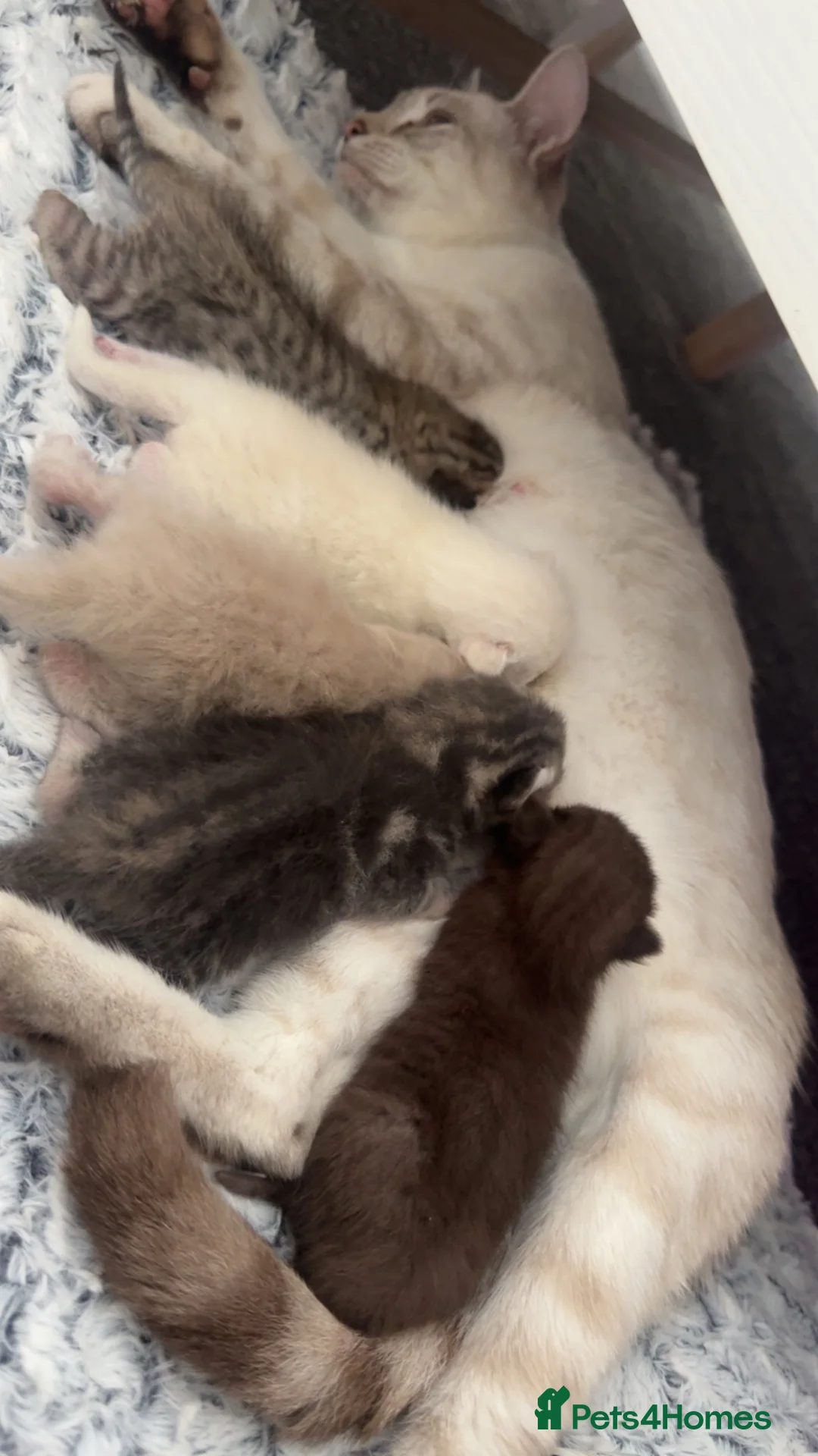 Scottish Fold cats for sale: Scottish fold kittens  - Advert 1