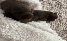 Pomeranian dogs for sale: 4 beautiful Russian toy Pom puppies - Image 4