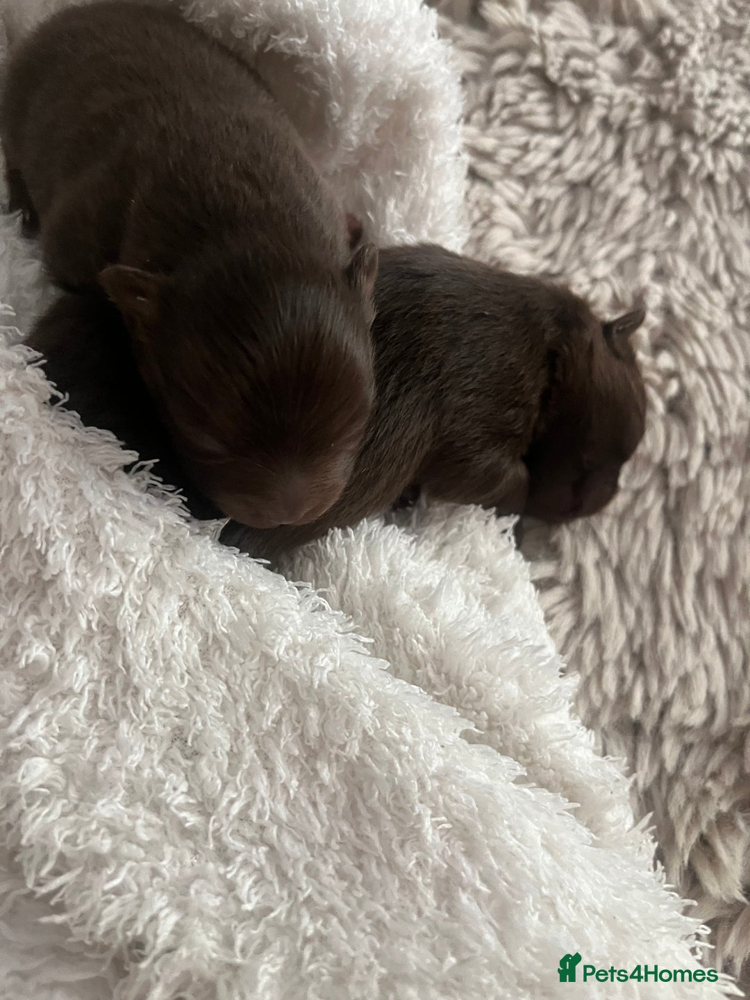 Pomeranian dogs for sale: 4 beautiful Russian toy Pom puppies - Image 4