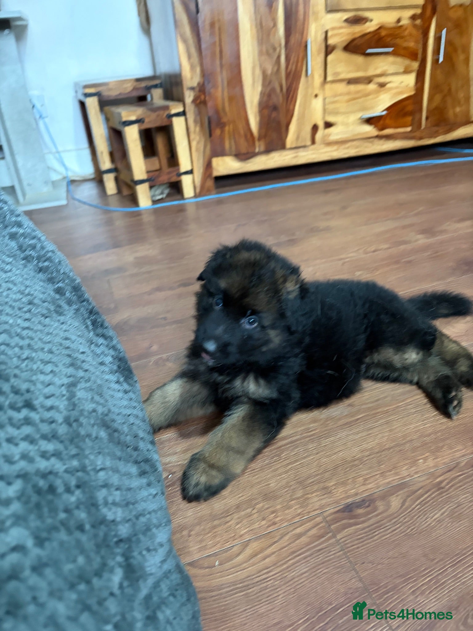 German Shepherd dogs German shepherd puppies  - Advert 12