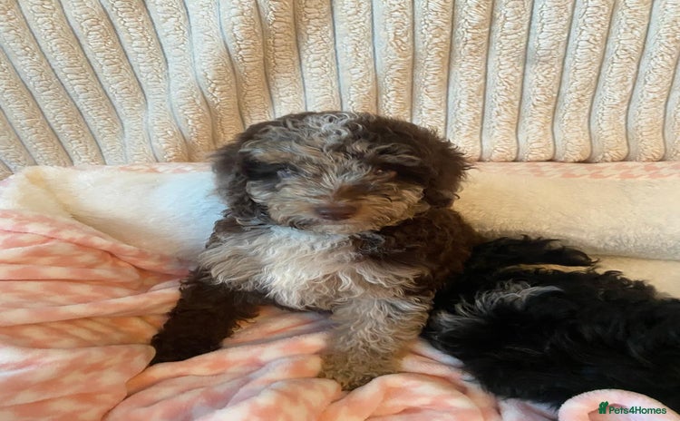 Miniature Poodle dogs - Advert 11