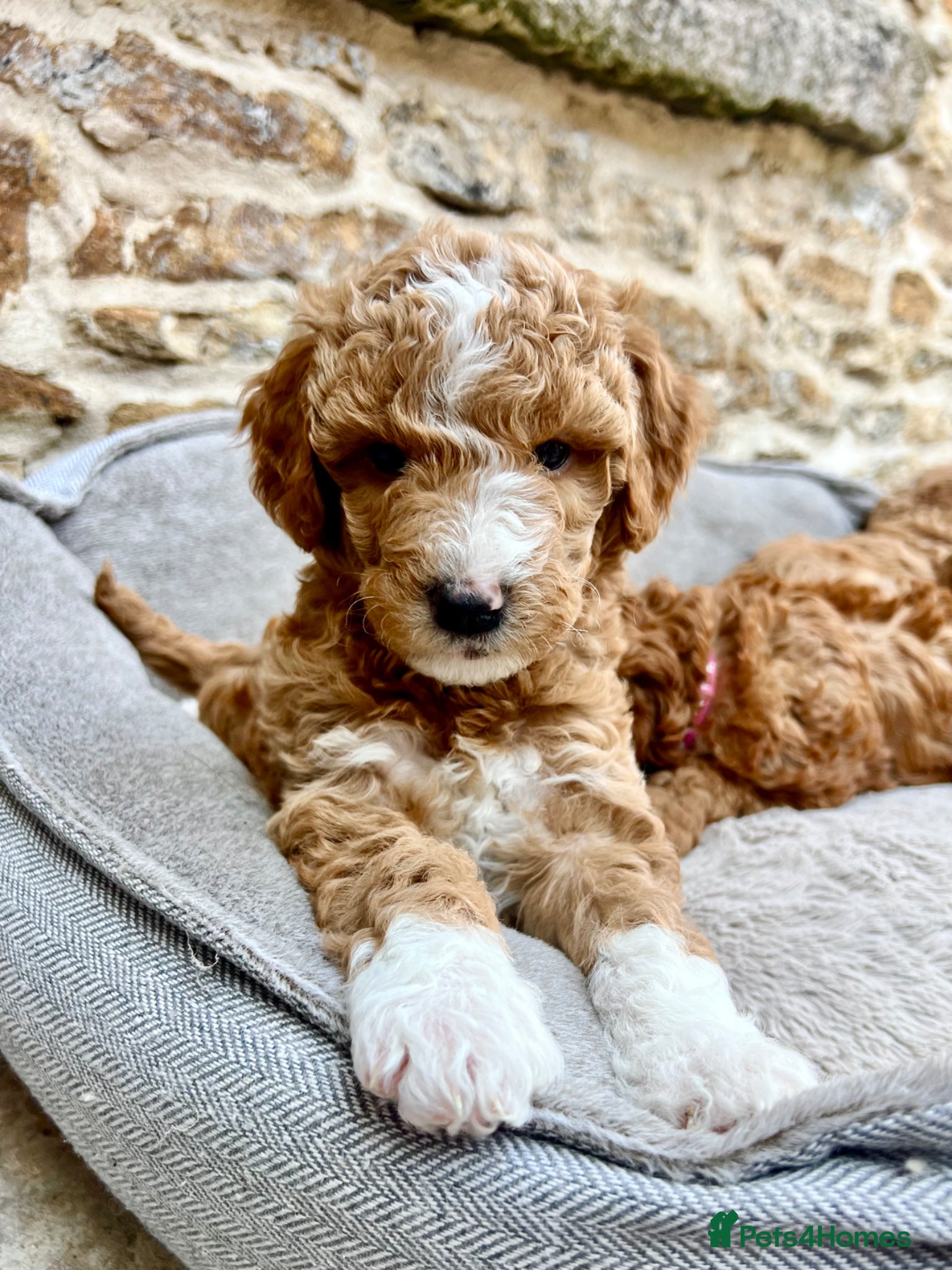 Mixed Breed dogs Exceptional Australian Doodles for loving homes 🐾 - Advert 2