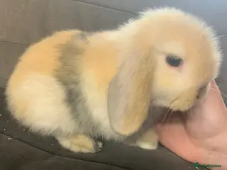 Mini Lop rabbits Mini lops - Advert 6