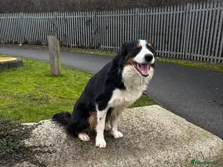Border Collie dogs Border Collie - Just Under 2 - Advert 7