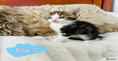 Mixed Breed cats - Advert 16