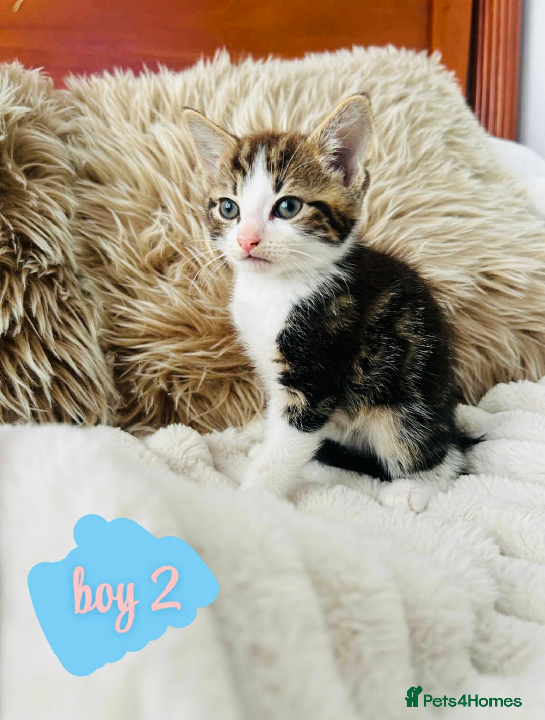 Mixed Breed cats for sale: Beautiful Kittens For Sale  - Image 3