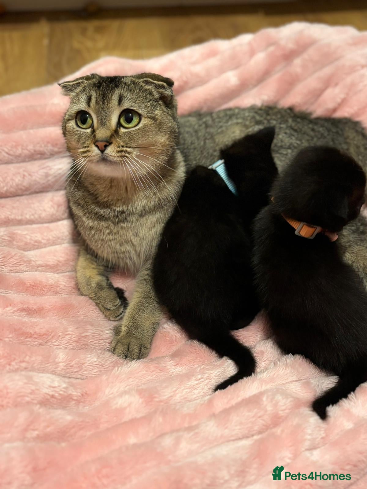 Scottish Fold cats 2 Black Scottish fold kittens  - Advert 2