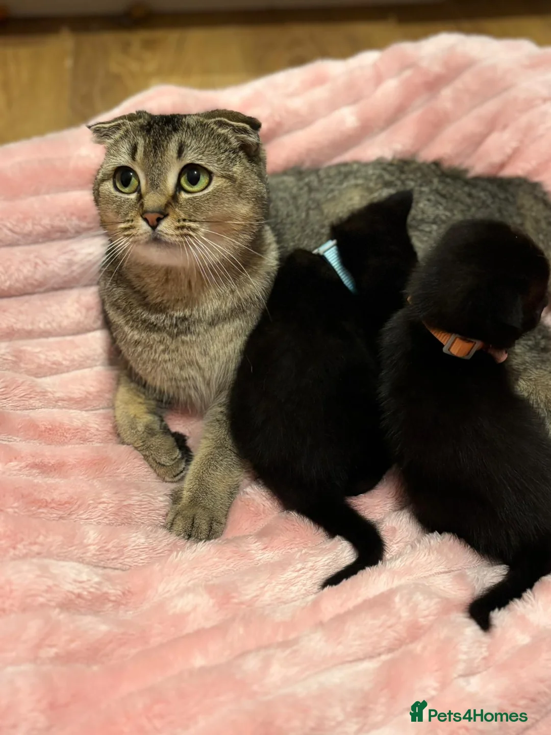 Scottish Fold cats for sale: 2 Black Scottish fold kittens  - Advert 1