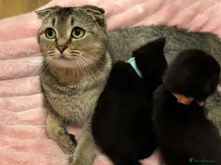 Scottish Fold cats 2 Black Scottish fold kittens - Advert 9