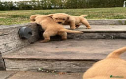 Goldador dogs for sale: Gorgoeus Goldador’s-Health Tested  - Image 17
