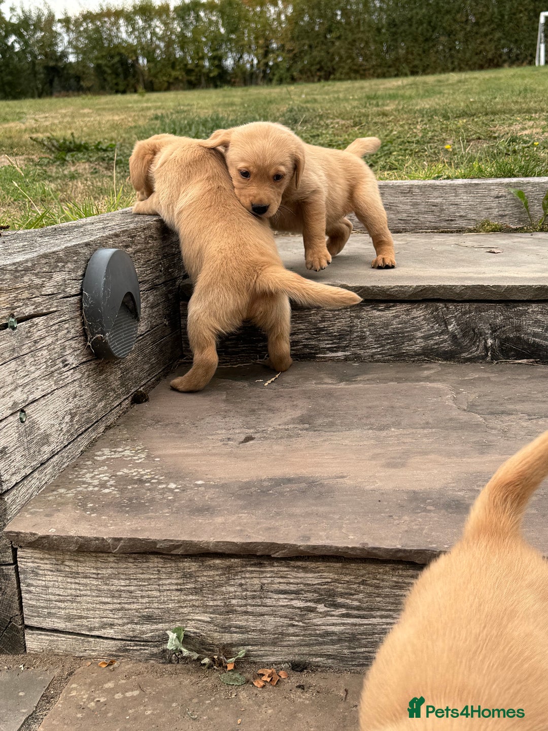 Goldador dogs for sale: Gorgoeus Goldador’s-Health Tested  - Image 17