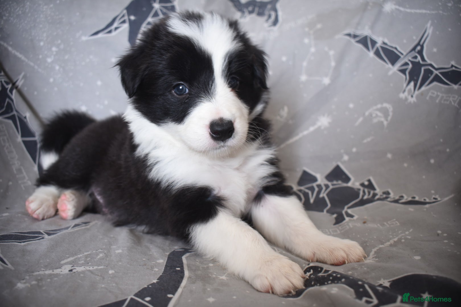 Border Collie dogs for sale: 1 health tested boy left - Advert 10