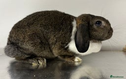 Mini Lop rabbits for sale: Beautiful petal the mini lop - Image 2