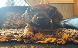 Miniature Dachshund dogs for sale: Beautiful stable dachshund girl pup - Image 6