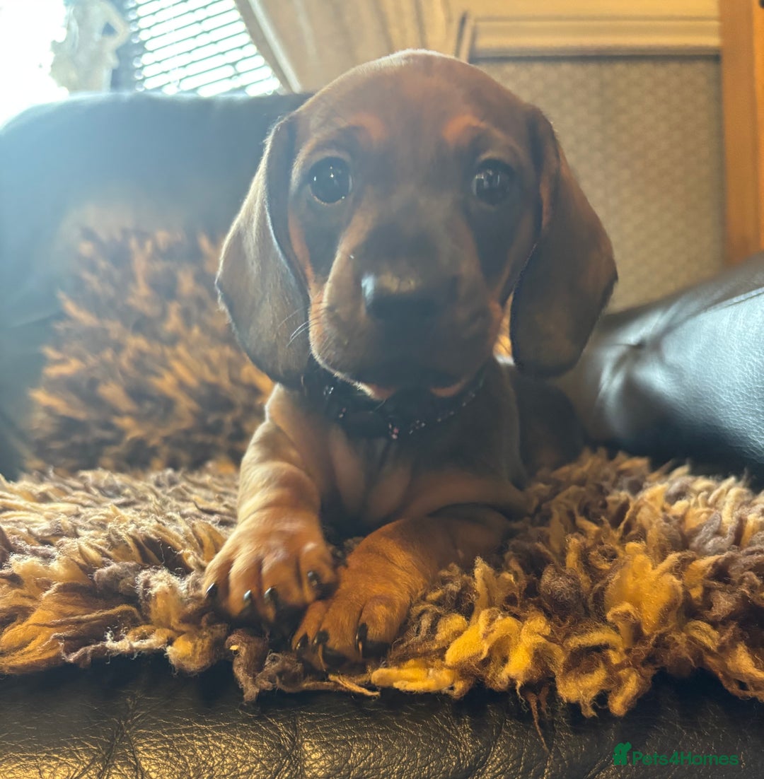 Miniature Dachshund dogs for sale: Beautiful stable dachshund girl pup - Image 6