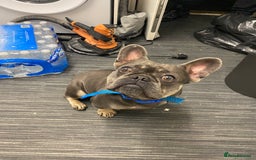 French Bulldog dogs for sale: Male Frenchie 2 years old - Image 2