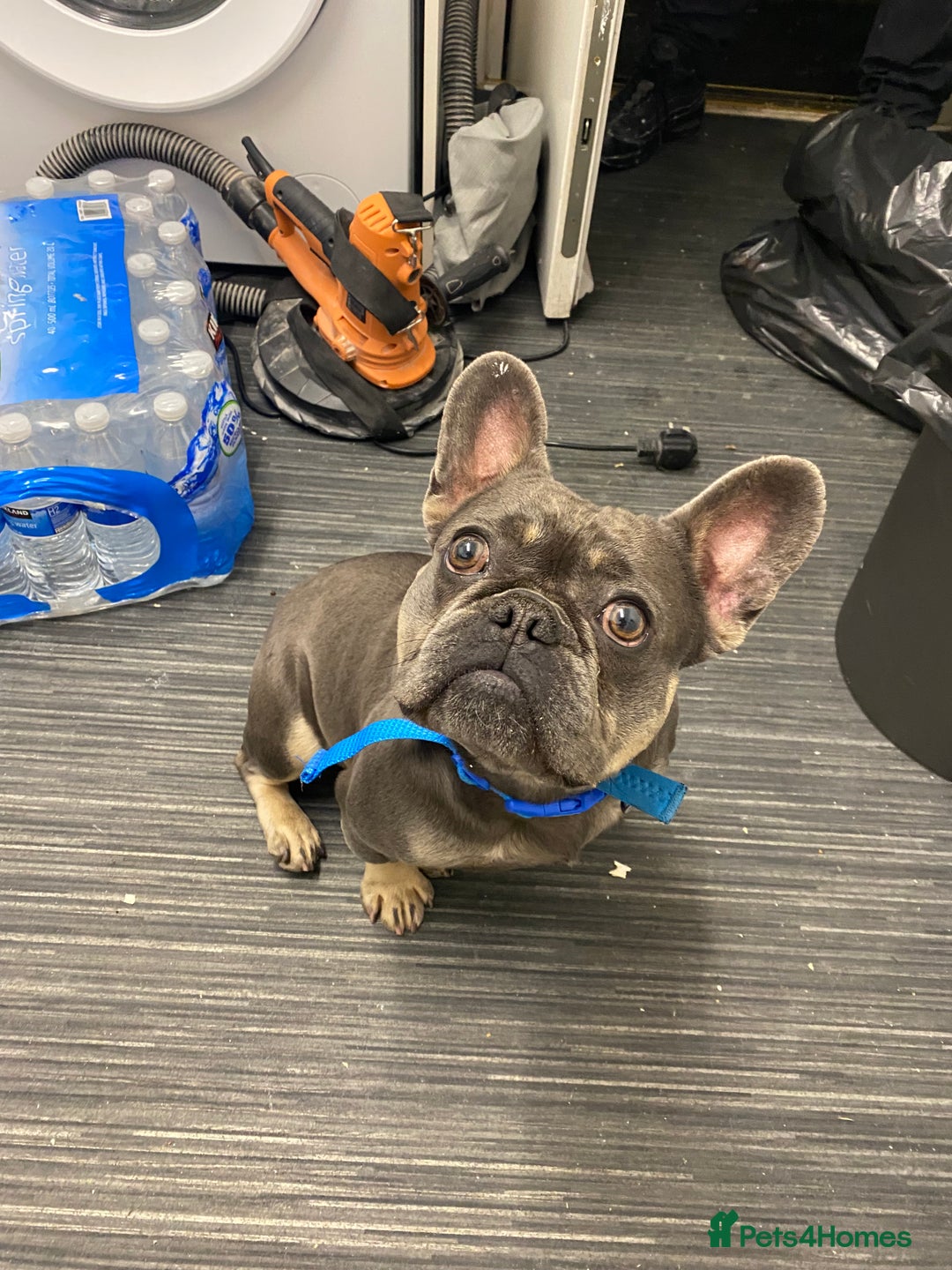 French Bulldog dogs for sale: Male Frenchie 2 years old - Image 2