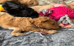 Cavapoo dogs for sale: Quality bred Cavapoo F1 - Image 11