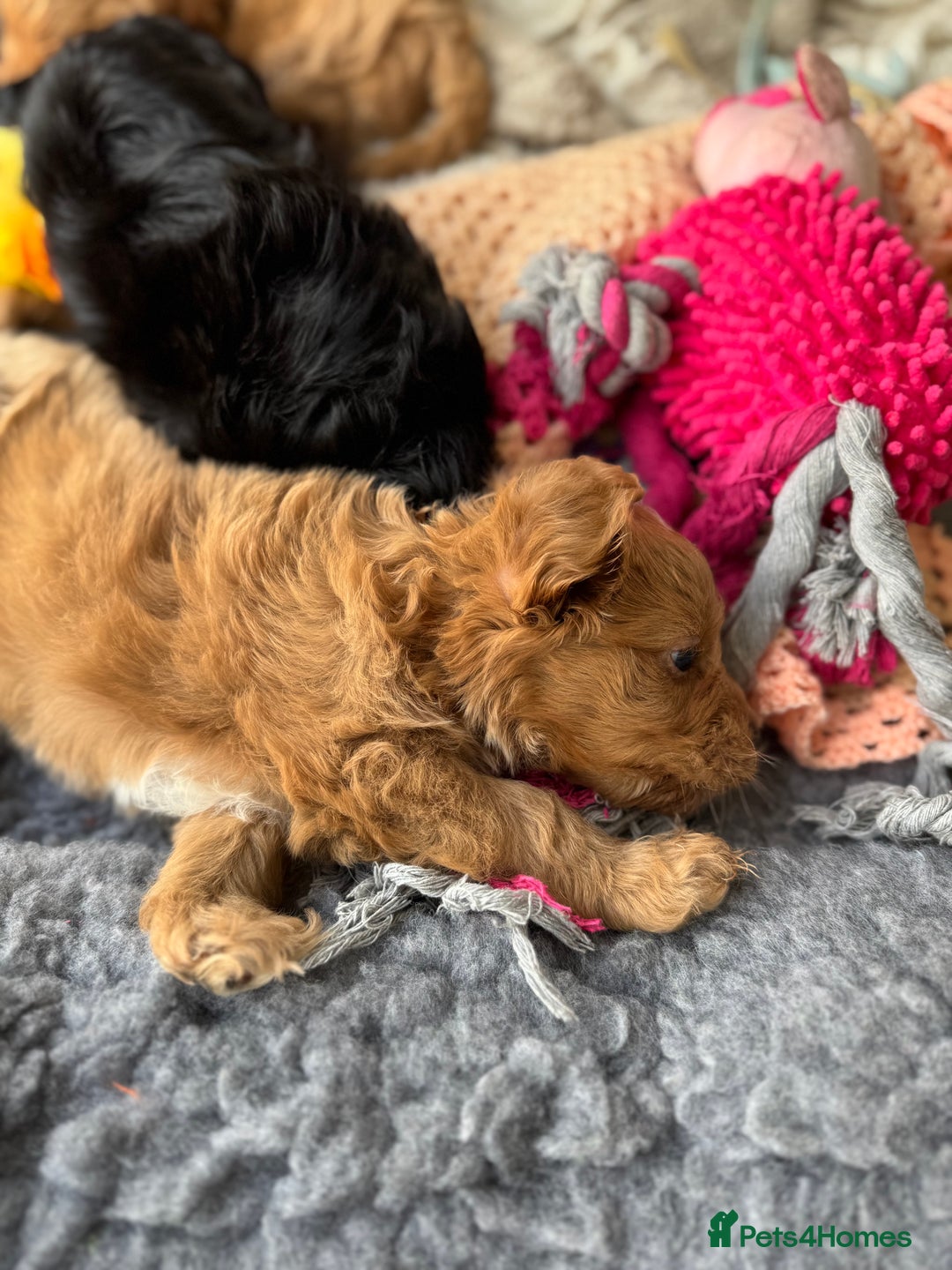Cavapoo dogs for sale: Quality bred Cavapoo F1 - Image 11