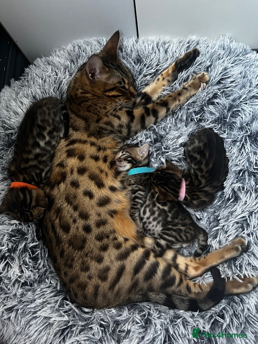 Bengal cats for sale: Beautiful bengal kittens for sale, 2boys available - Advert 11