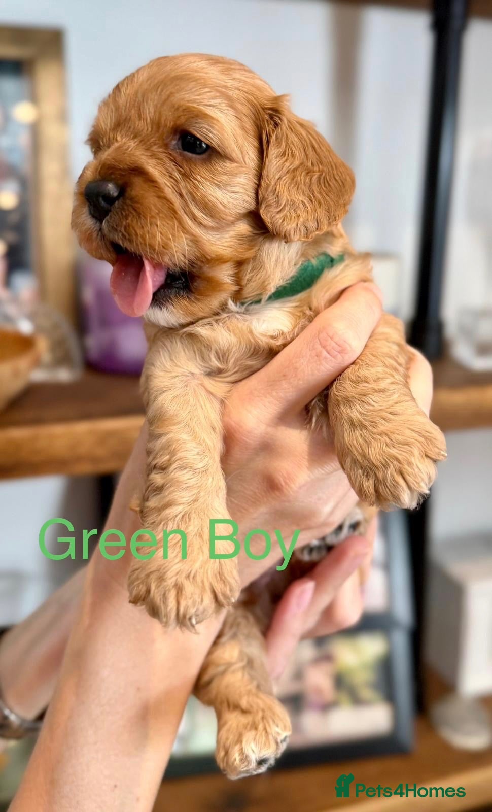 Cavapoo dogs Health tested F1 Cavapoo puppies 🐶🥰 - Advert 3