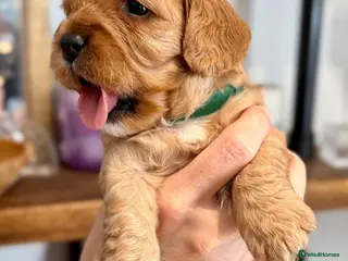 Cavapoo dogs Health tested F1 Cavapoo puppies 🐶🥰 - Advert 3