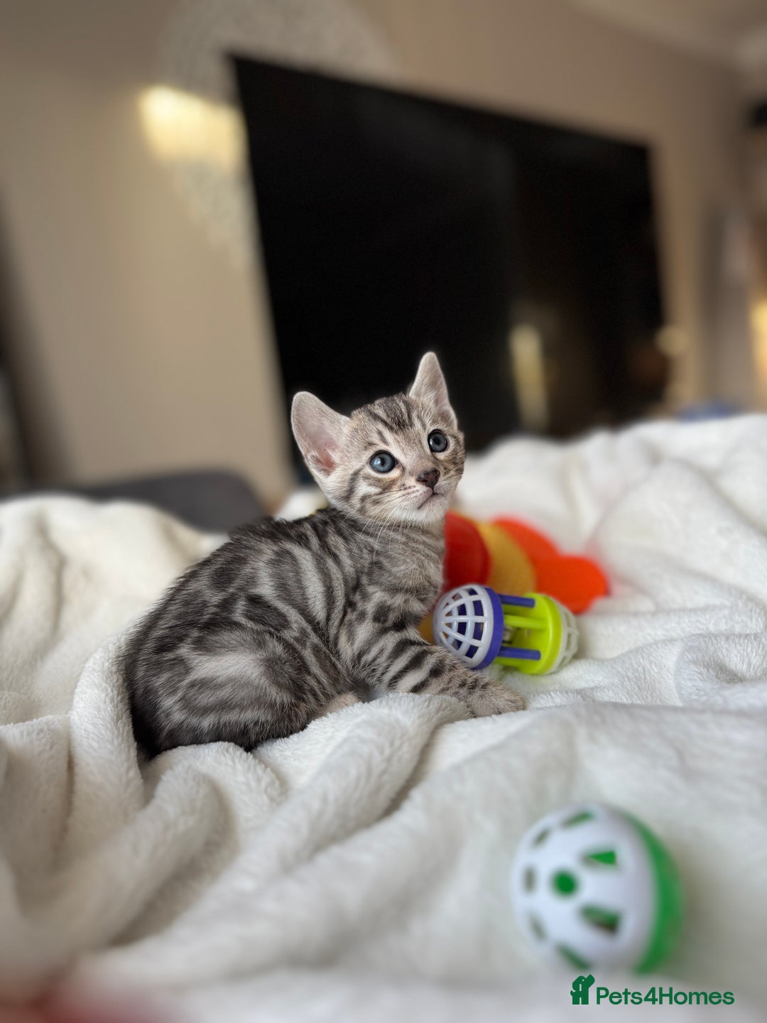 Bengal cats for sale: Purebred Bengal Kittens – Ready for Loving Homes - Advert 14