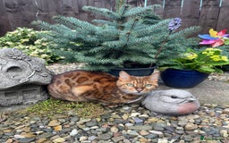 Bengal cats for sale: Bengal cat - Image 4