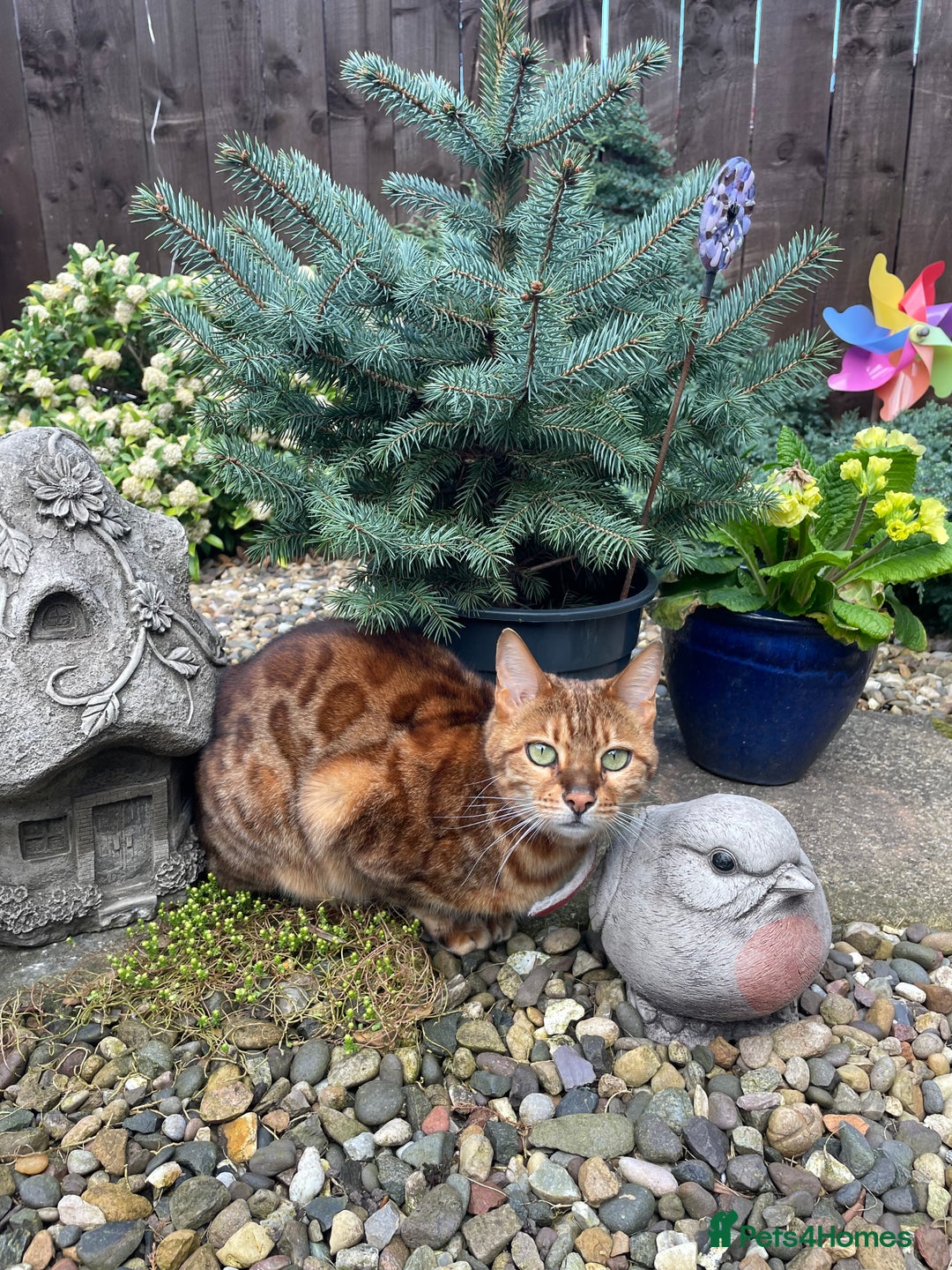 Bengal cats for sale: Bengal cat - Image 4