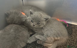 British Shorthair cats for sale: British blue shorthairs girls ready 10/8 - Image 5