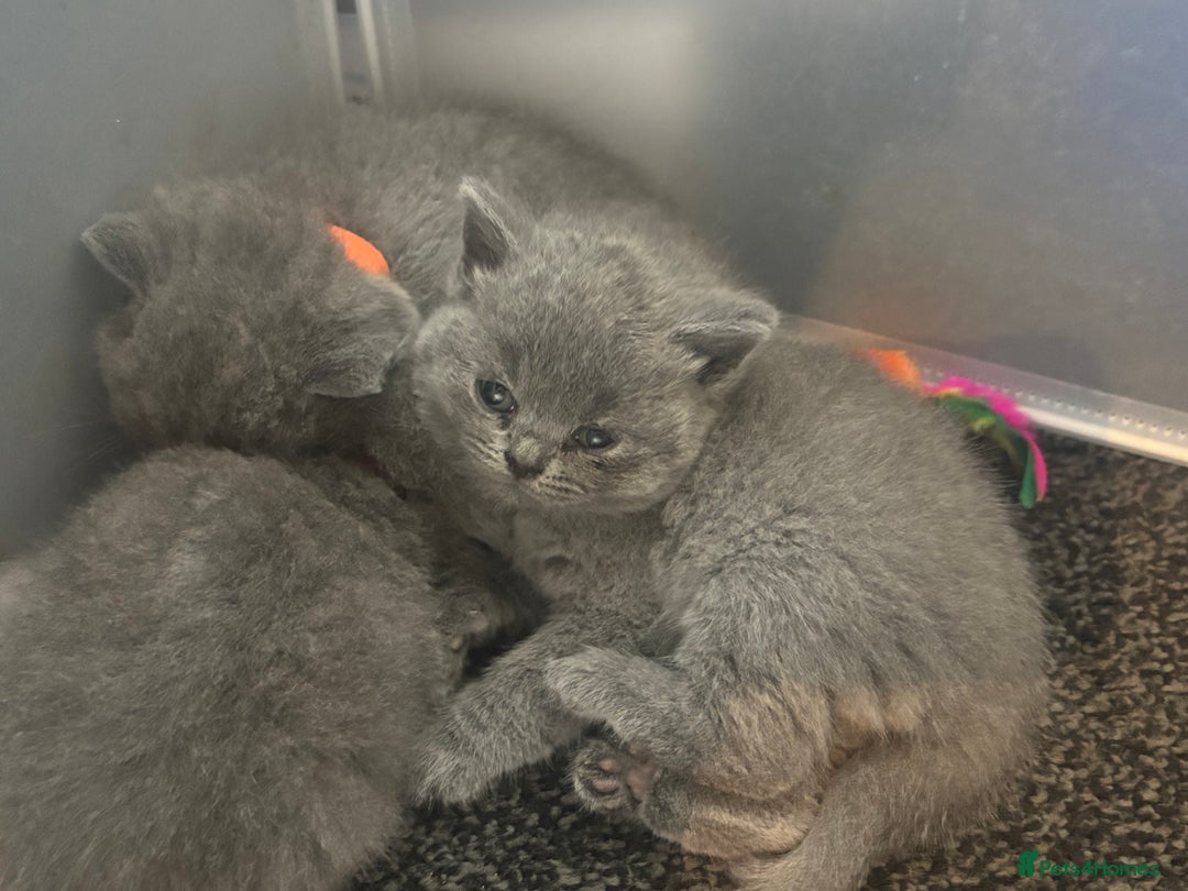 British Shorthair cats for sale: British blue shorthairs girls ready 10/8 - Image 5
