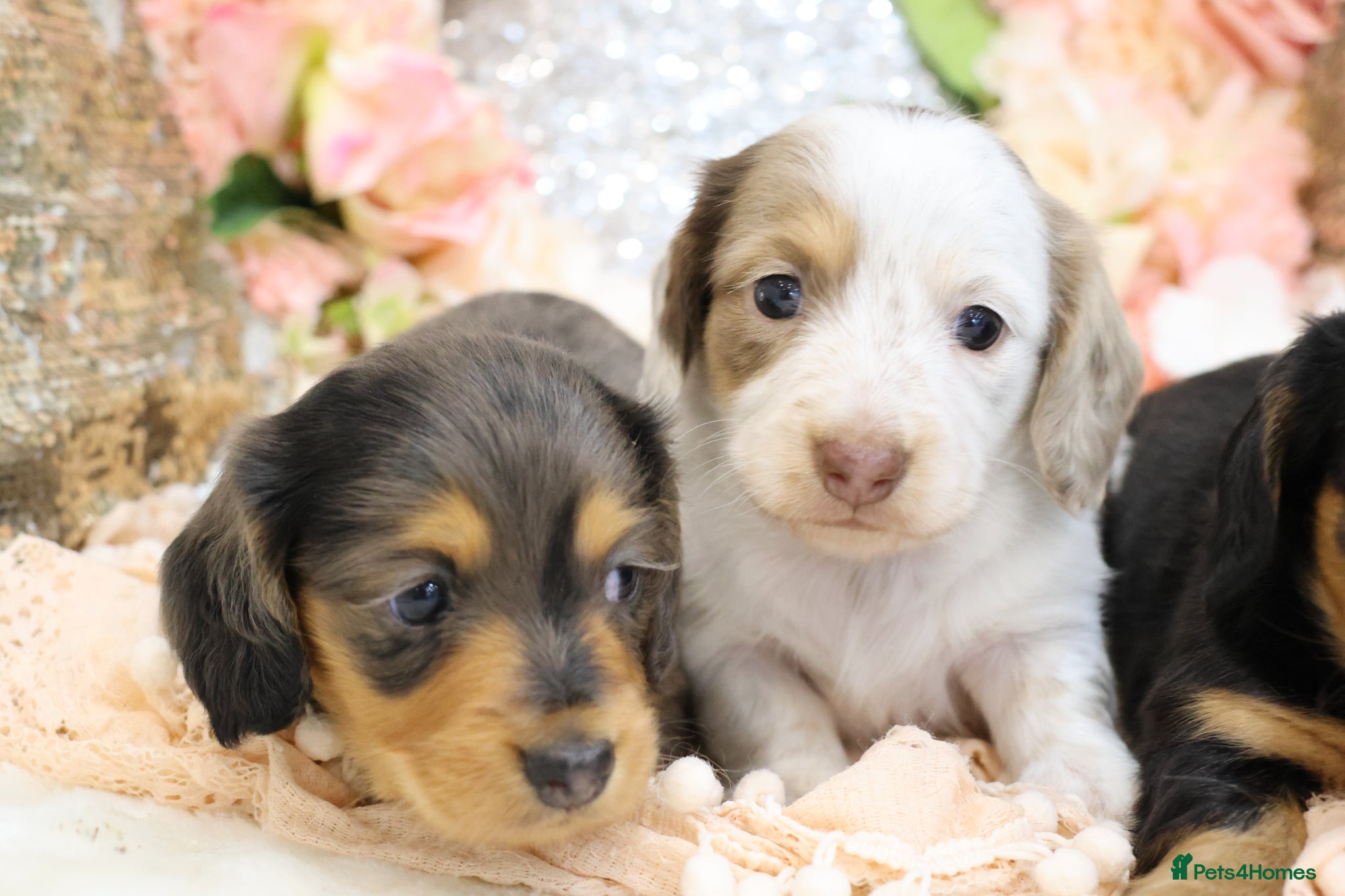 Miniature Dachshund dogs KC Longhair Miniature Dachshund Puppies - Advert 10