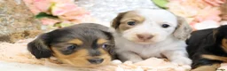 Miniature Dachshund dogs for sale: KC Longhair Miniature Dachshund Puppies - Advert 10