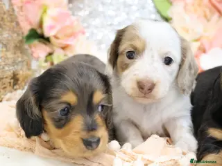 Miniature Dachshund dogs KC Longhair Miniature Dachshund Puppies - Advert 10