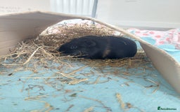 Guinea Pig rodents for sale: 2 female guinea pigs  *pending collection*  - Image 4