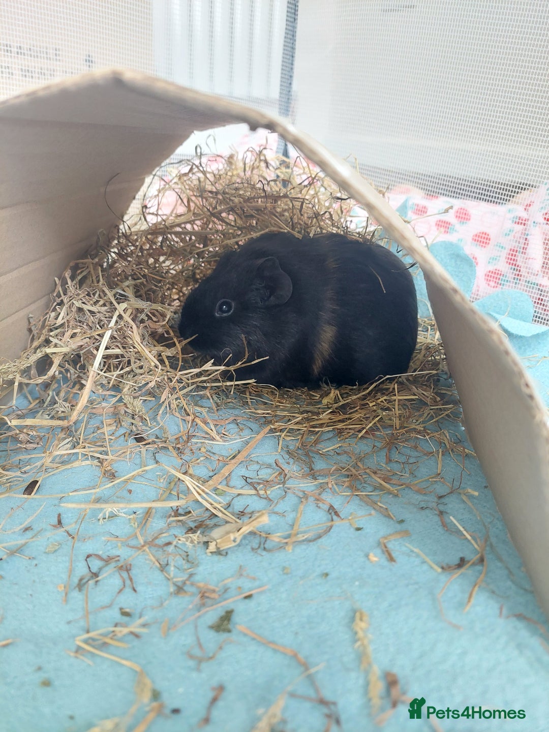 Guinea Pig rodents for sale: 2 female guinea pigs  *pending collection*  - Image 4