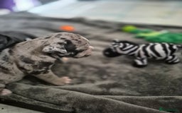 Olde English Bulldogge dogs for sale: STUNNING LITTER OF OLD ENGLISH BULLDOGS 😍  - Image 3
