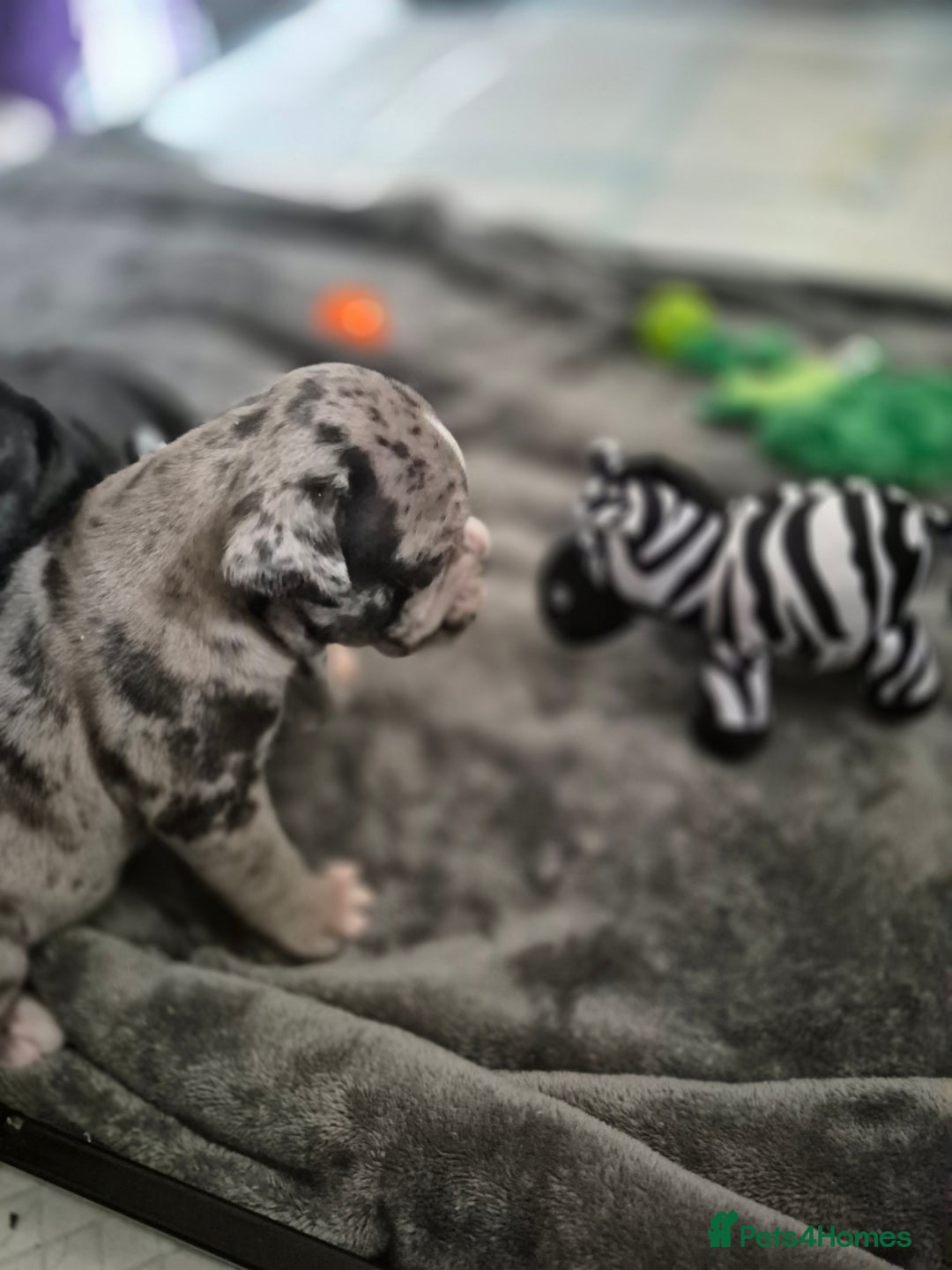 Olde English Bulldogge dogs for sale: STUNNING LITTER OF OLD ENGLISH BULLDOGS 😍  - Image 3