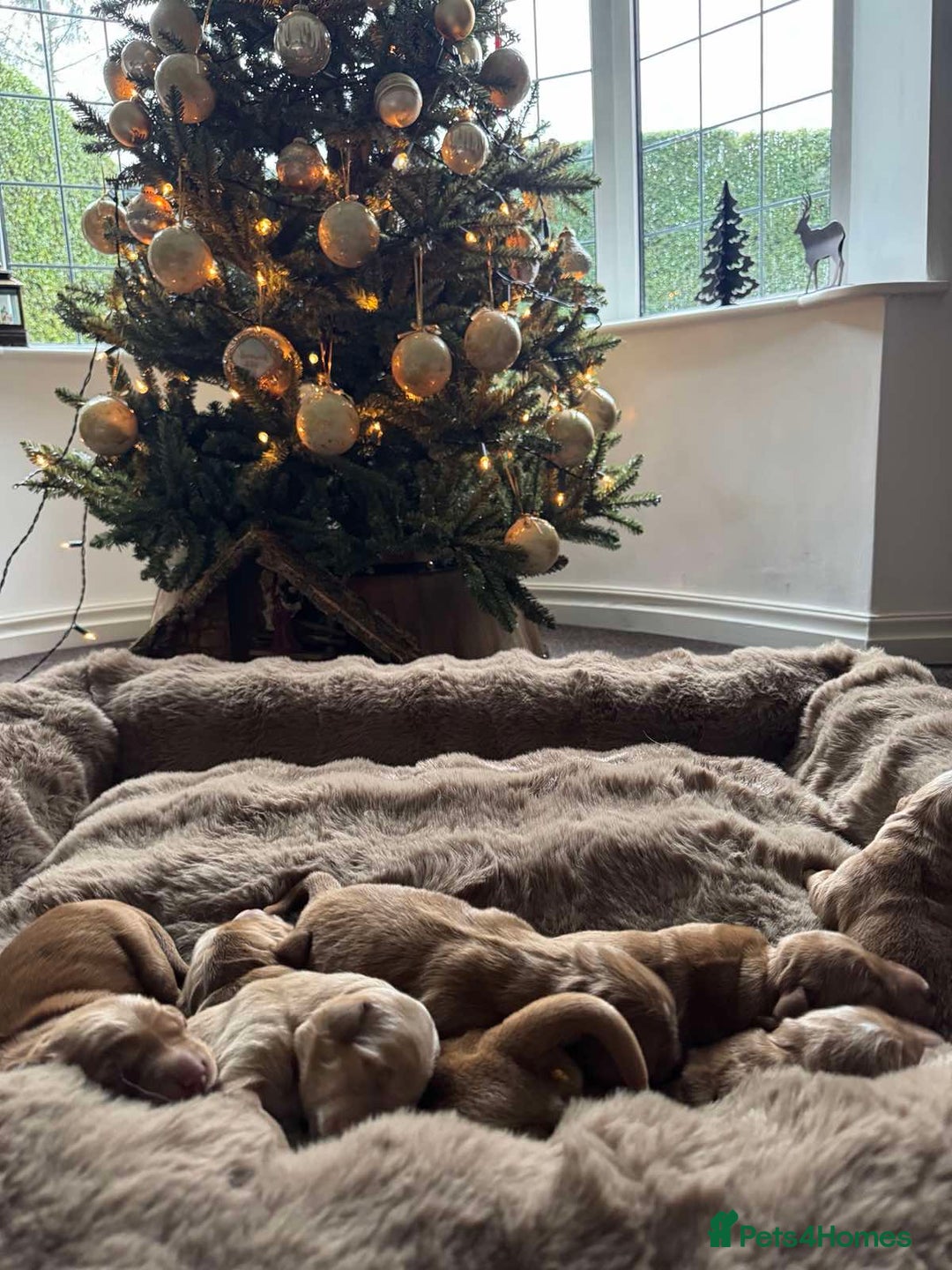 Golden Retriever dogs for sale: Golden retriever puppies  - Advert 8