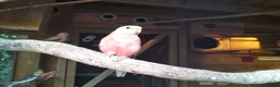 Cockatiels birds for sale: DNA breeding pairs barraband Bourke cockatiels - Advert 8
