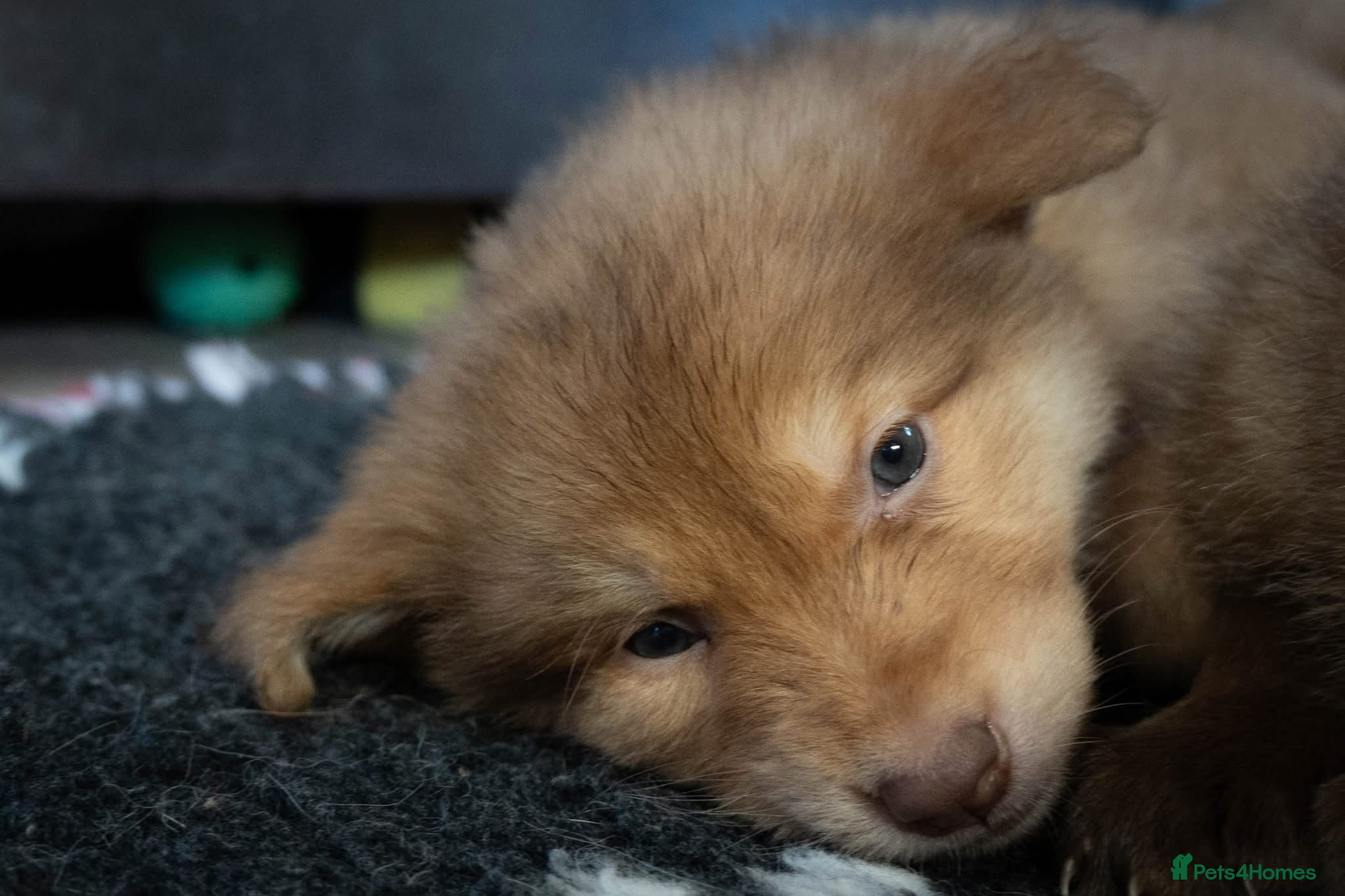 German Shepherd dogs Extensively Health Tested Puppies 🐾 - Advert 5