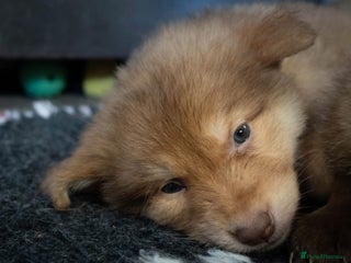 German Shepherd dogs Extensively Health Tested Puppies 🐾 - Advert 5