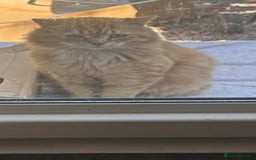 Siberian cats for sale: Ginger Siberian cross  - Image 4