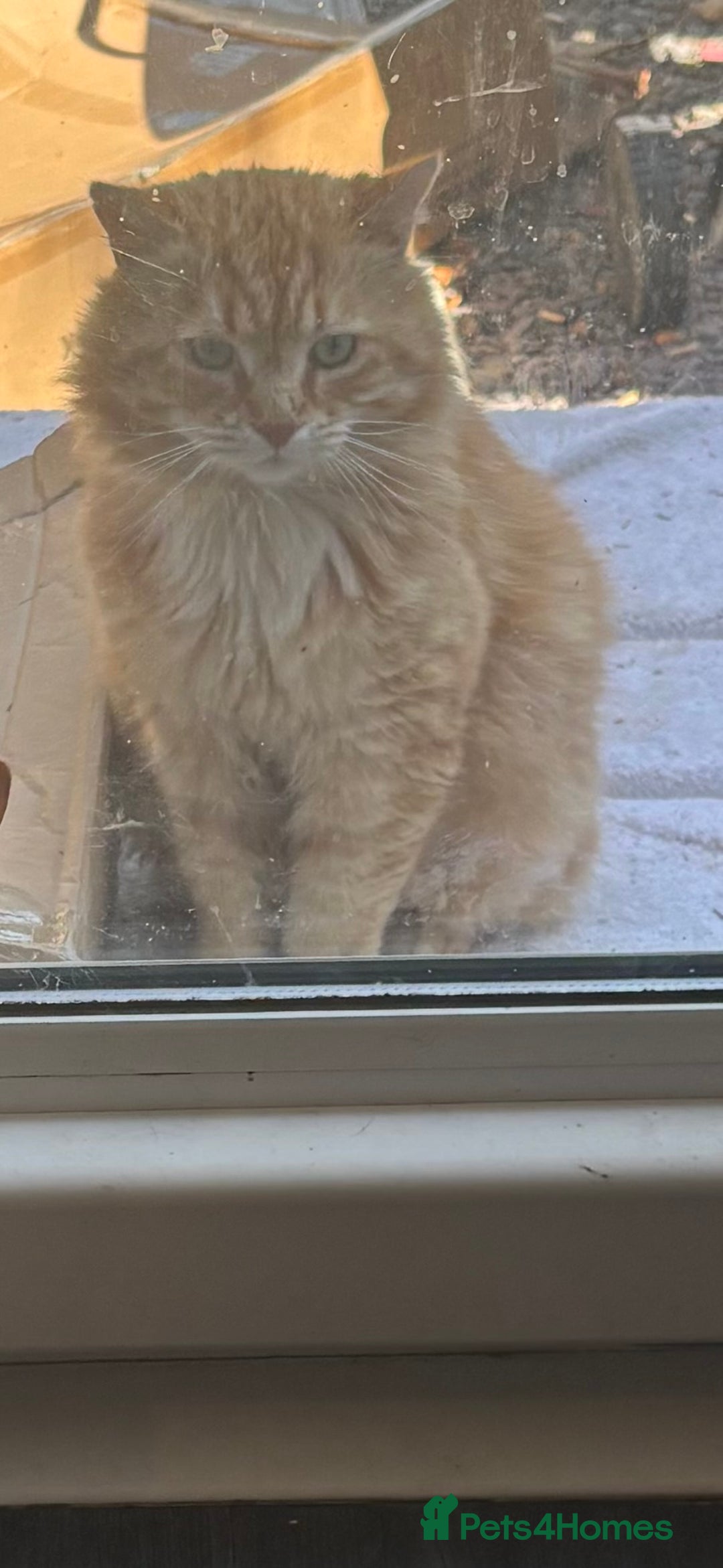 Siberian cats for sale: Ginger Siberian cross  - Image 4