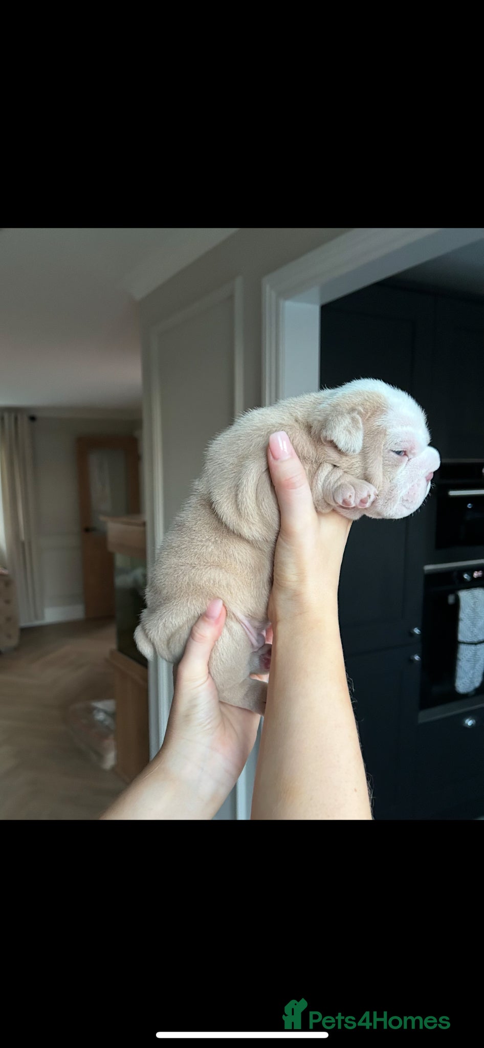 English Bulldog dogs for sale: Beautiful little of 3 English bulldogs  in Consett - Advert 5