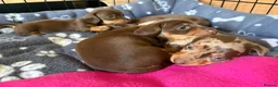 Dachshund dogs for sale: Smooth Dachshund Pups - Dapple & Brown/Tan - Devon - Advert 9