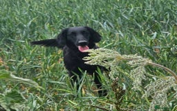 Flat coated Retriever dogs for sale: Flat coated retriver litter due in August  - Image 2