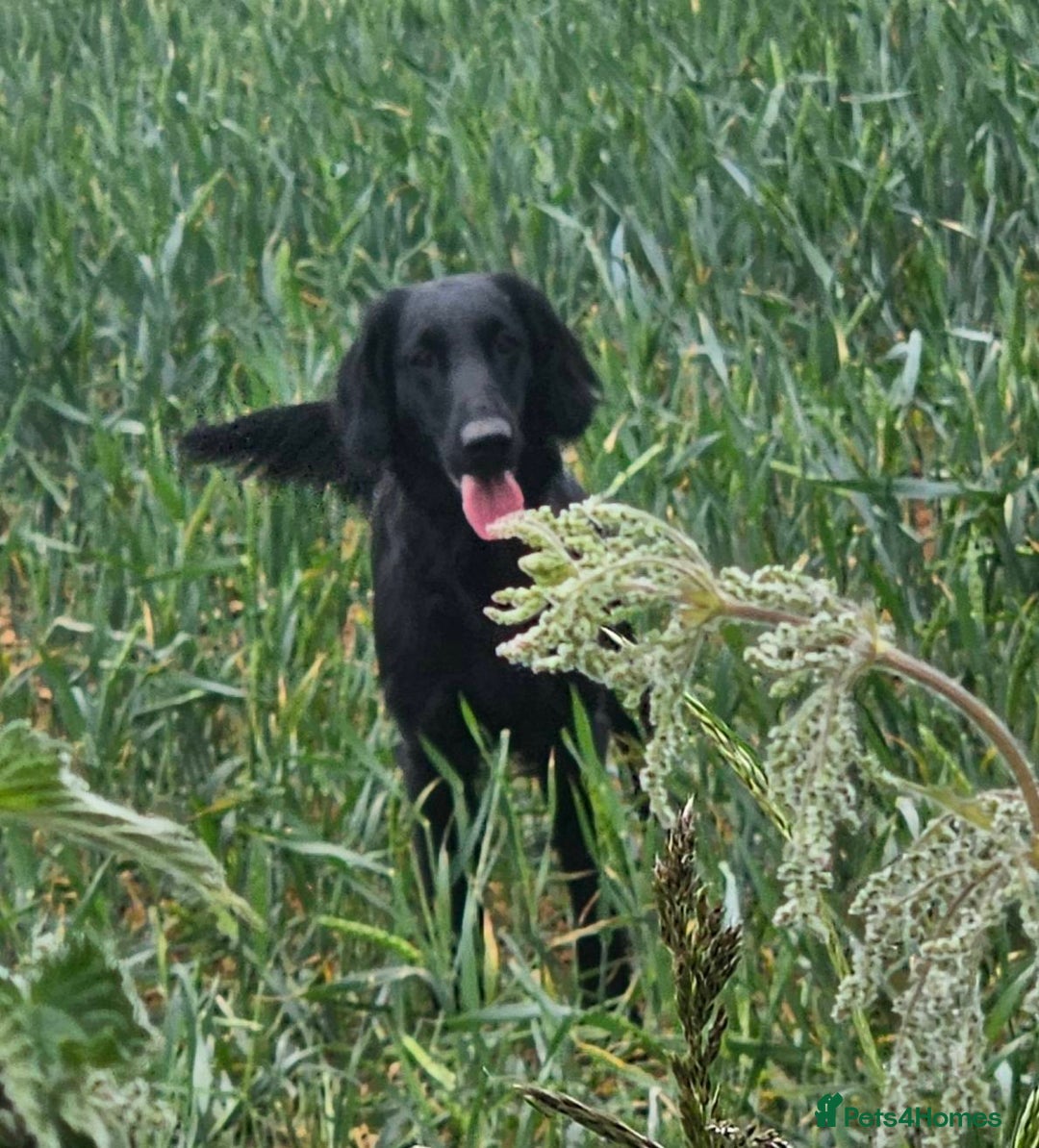 Flat coated Retriever dogs for sale: Flat coated retriver litter due in August  - Image 2
